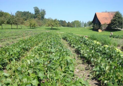 Weniger Bauernhöfe, aber Rückgang verlangsamt