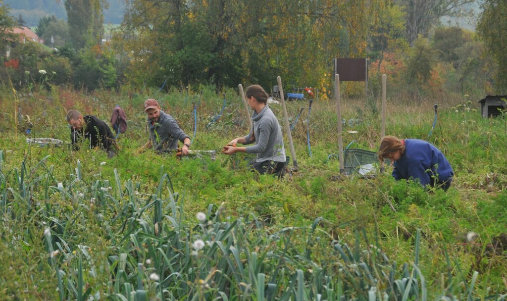 Der Verein Rage de Vert bietet Gemüsekörbe für Abonnent:innen an, die bereit sind, zwei Halbtage pro Jahr mitzuarbeiten.