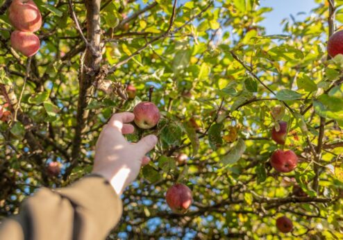 Obstdegustation – Bio Baumschule Weidli (SG) | 19.09.2026