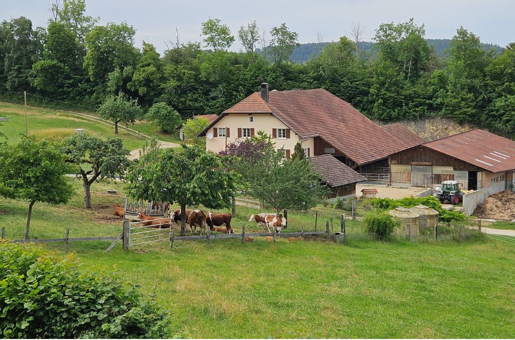 Der Petit Brunchenal richtete Céline Petermann auf eine Mutterkuhherde aus – extensiver und besser an die verfügbaren Ressourcen angepasst.