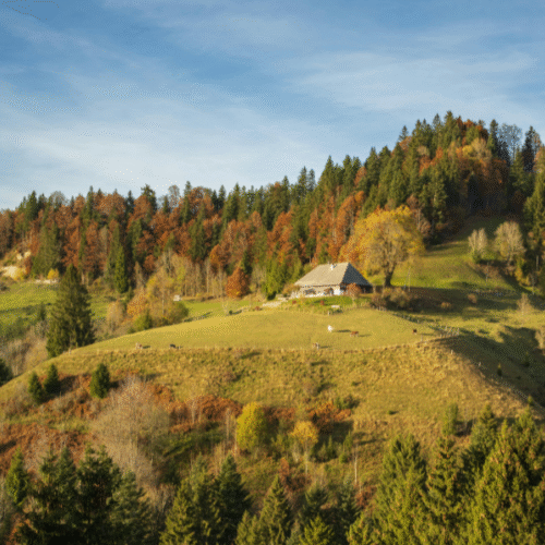 Symbolbild Hof umgeben von Wald und Wiesen
