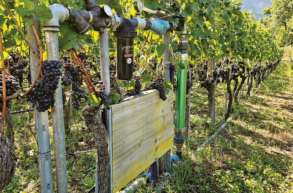 Das Tröpfchenbewässerungssystem für den Weinbau ist an ferngesteuerte Sensoren angeschlossen und effizienter als Sprinkleranlagen - so lässt sich Wasser sparen.