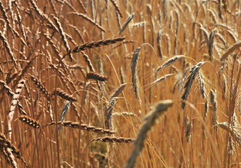 Gentechnik in der Landwirtschaft: Wahlfreiheit & Vorsorgeprinzip