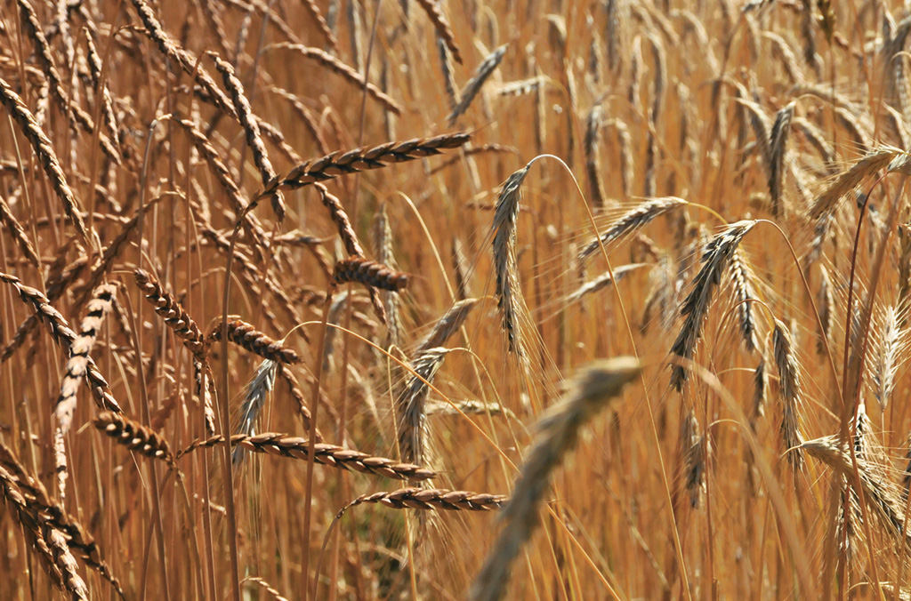 Für die Gentechnischen Methoden braucht es eine Regulierung, die am Vorsorgeprinzip festhält und Wahlfreiheit garantiert - damit Transparenz und Kontrolle nicht unter die Räder geraten.