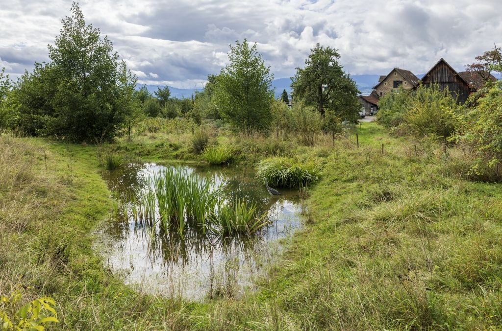 Das Dachwasser wird in einem Speicherteich gespeichert und nützt auch der Biodiversität.