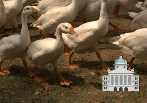 Stopfleber-Initiative: Die Kleinbauern-Vereinigung unterstützt griffige Massnahmen bis hin zu einem Import­verbot