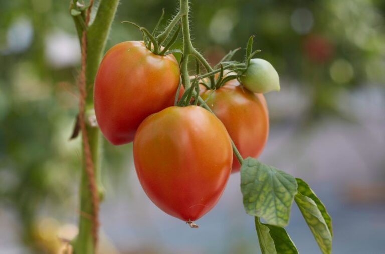 ‘Amish Pasta’ ist eine der wohl aromatischsten Tomatensorten überhaupt. Den Anforderungen des Grosshandels kann diese druckanfällige Tomate nicht standhalten, im Privatgarten gedeiht sie jedoch bestens. Alten Sorten bieten im Garten zahlreiche Vorteile: verschiedene Aromen, ungewöhnliche Farben und Formen, gestaffelte Reifezeitpunkte.