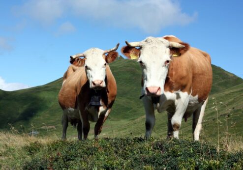 Tiere für eine standortangepasst Landwirtschaft