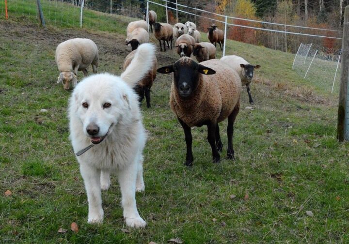 Schaf und Hirtenschutzhund