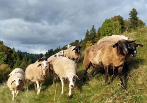 Austauschveranstaltung Weidewirtschaft im Emmental