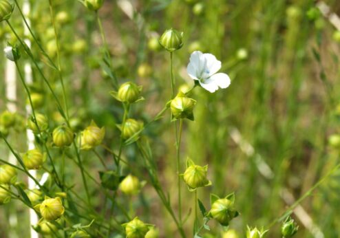 Pflanzenzüchtung & Wildpflanzen: Genetische Vielfalt stärkt die Landwirtschaft