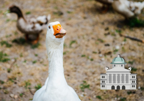 Die Kleinbauern-Vereinigung begrüsst ein Importverbot für Stopfleber