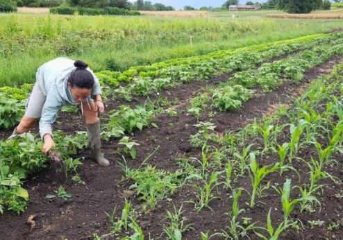 Austauschveranstaltung – Frauen und sorgende Ernährungssysteme