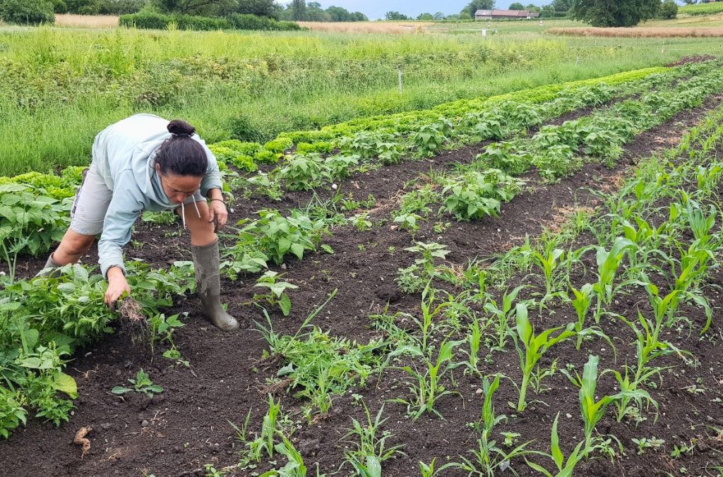 Austausch Frauen Landwirtschaft