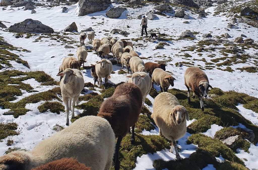 Flavia entschied sie sich bewusst für den Fussmarsch und zieht mit ihrer Schafherde von Chur ins Val Madris und zurück.