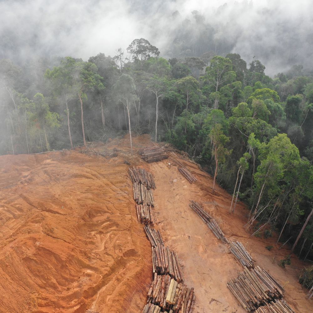 Regenwaldabholzung Nein Mercosur